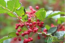 花椒真的能治打呼嚕嗎？花椒水治打呼嚕有效嗎？