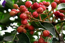 花椒真的能治打呼嚕嗎？花椒水治打呼嚕有效嗎？