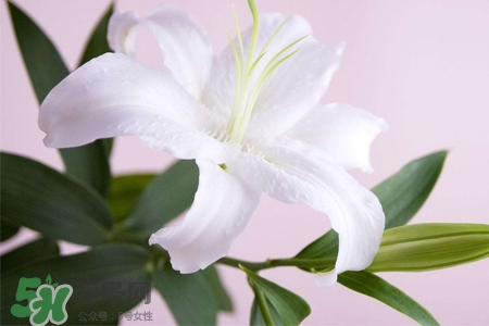 春天開的花有哪些？春天都開什么花？