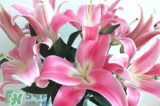 春天開的花有哪些？春天都開什么花？