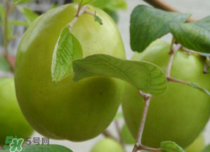 懷孕初期能吃青棗嗎？懷孕初期吃青棗好嗎？