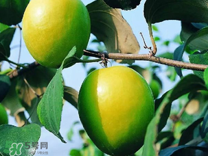 青棗吃多了會(huì)胖嗎？吃青棗會(huì)不會(huì)發(fā)胖？