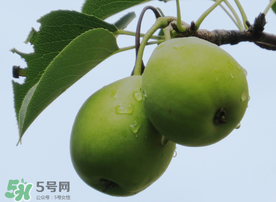 吃青棗可以減肥嗎？減肥可以吃青棗嗎？