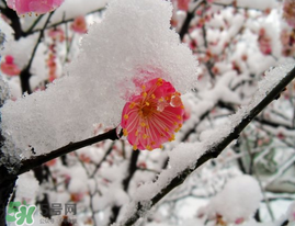 春天下雪意味著什么？春天為什么會下雪？