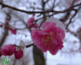 春天下雪意味著什么？春天為什么會下雪？