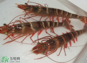 活蝦為什么要灌膠水？活蝦灌膠水有什么用？