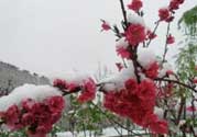 春天下雪意味著什么？春天為什么會下雪？