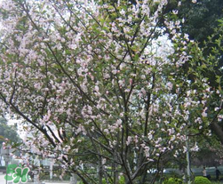 春天為什么會(huì)突然降溫？春天為什么會(huì)突然變冷？