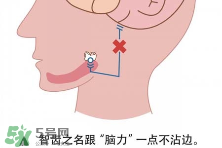 智齒會一直長嗎？智齒會停止生長嗎？