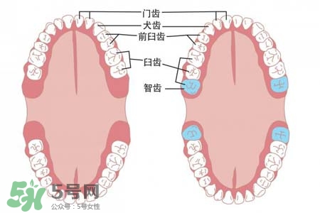 智齒能用舌頭舔嗎？喜歡舔智齒怎么辦？