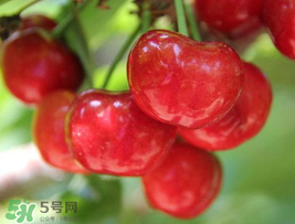 櫻桃為什么這樣紅？櫻桃為什么是紅色？