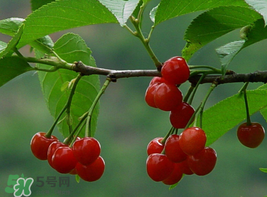 櫻桃為什么這樣紅？櫻桃為什么是紅色？