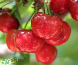 櫻桃為什么有一股藥味？櫻桃有藥味怎么辦？