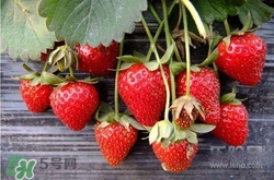 吃草莓大便會變紅嗎？吃草莓大便變紅是怎么回事？