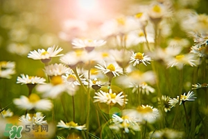 春季養肝水果 春季養肝吃什么水果
