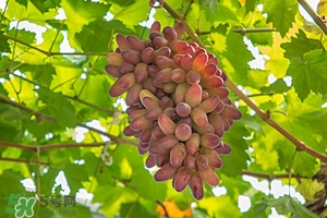 春季養肝水果 春季養肝吃什么水果