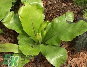 負卡路里的食物有哪些？負卡路里食物真的吃不胖嗎？