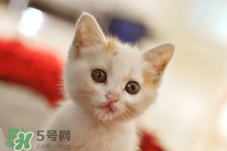 禽流感可以養(yǎng)貓嗎？禽流感期間能養(yǎng)貓嗎？
