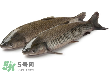 草魚能生吃嗎？草魚可以直接生吃嗎？