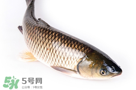 草魚能生吃嗎？草魚可以直接生吃嗎？