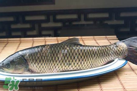 草魚能生吃嗎？草魚可以直接生吃嗎？