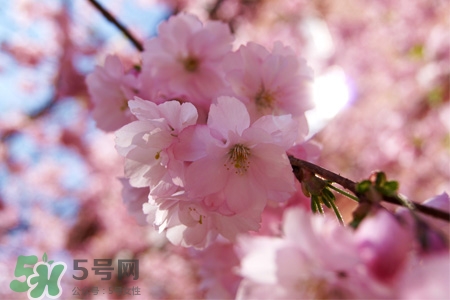 櫻花是櫻桃樹的花嗎？櫻桃花和櫻花的區(qū)別