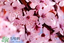路邊的櫻花可以吃嗎？野生櫻花可以吃嗎？