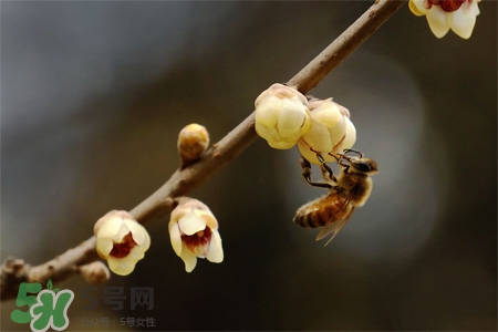 驚蟄是什么意思？驚蜇是什么節(jié)氣？