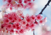 3月份有櫻花嗎？三月份櫻花都開了嗎？