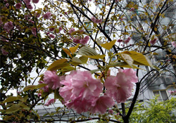 4月份適合種什么花？四月份種什么花好？