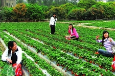 4月份可以摘草莓嗎？四月份有草莓可以摘嗎？