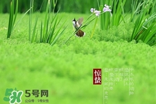 驚蟄如何養生？驚蟄前后如何養生？
