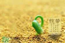 驚蟄喝什么茶好？驚蟄養(yǎng)生喝什么茶？
