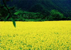 3月份能看到油菜花嗎？三月份有油菜花看嗎？