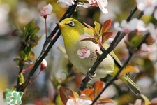 禽流感期間能接觸鳥糞嗎？碰到鳥糞會得禽流感嗎？