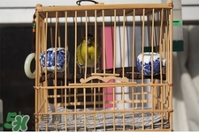 禽流感期間能接觸鳥糞嗎？碰到鳥糞會得禽流感嗎？
