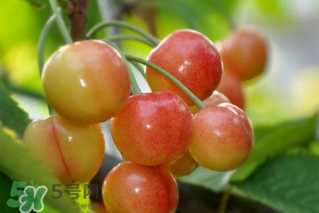 白玉櫻桃是什么？白玉櫻桃能吃嗎？
