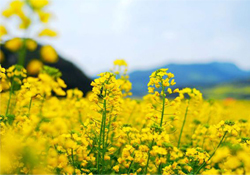 油菜花能開多久？油菜花花期有多長？
