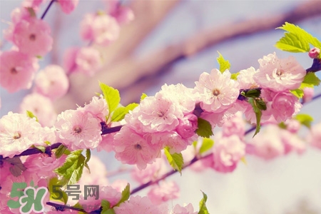 盆栽櫻花要經(jīng)常澆水嗎？櫻花盆栽幾天澆一次水？