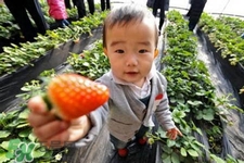 寶寶能吃草莓嗎？寶寶吃草莓好嗎？
