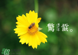 驚蟄前后可以種什么？驚蟄前后種什么蔬菜？