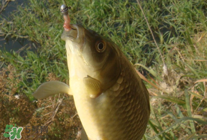 驚蟄前后可以夜釣鯉魚嗎？驚蟄前后釣魚技巧