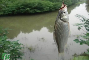 春分節氣好釣魚嗎？春分釣魚技巧