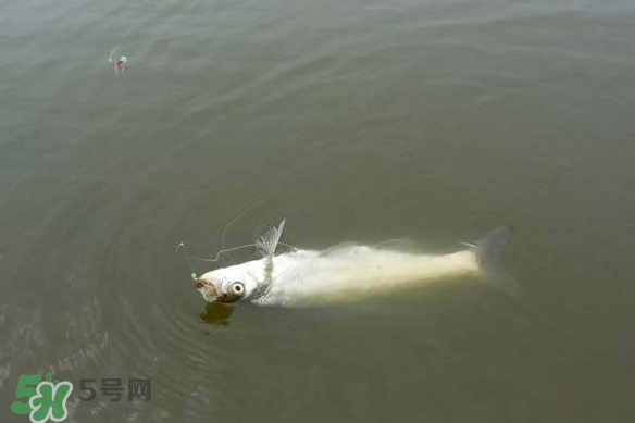 春分節氣好釣魚嗎？春分釣魚技巧