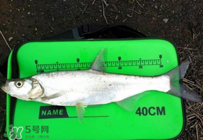 春分節氣好釣魚嗎？春分釣魚技巧