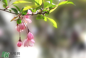春分開什么花？春分什么花開？