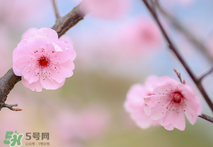 春分開什么花？春分什么花開？