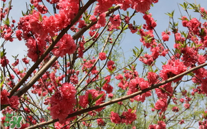 春分開什么花？春分什么花開？