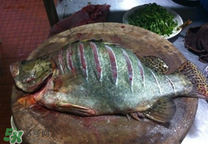 三月份吃什么魚？3月份吃什么魚好？