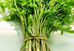 孕婦可以吃野芹菜嗎？孕婦吃野芹菜有什么好處？
